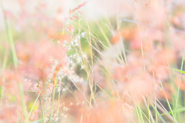 istock blurred of flowers 471962478