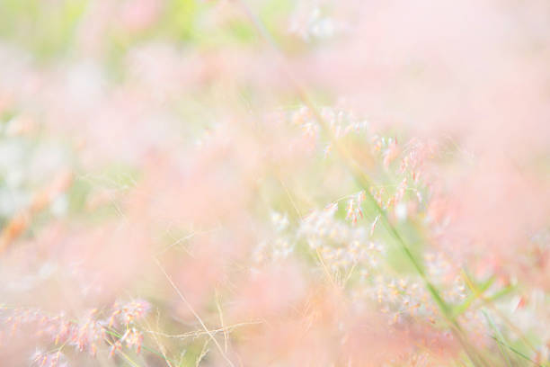 istock blurred of flowers 471962484