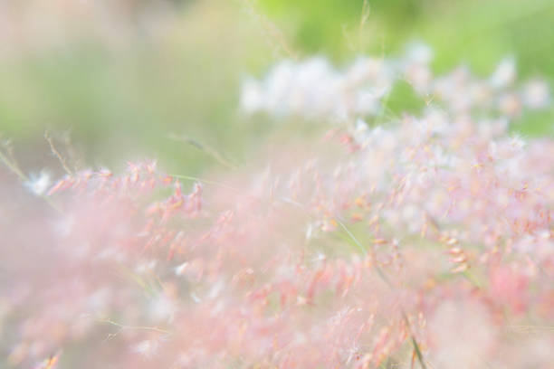 istock blurred of flowers 471962506