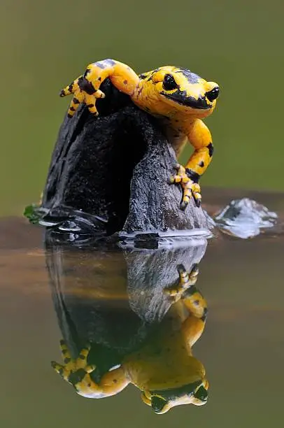 Salamander.