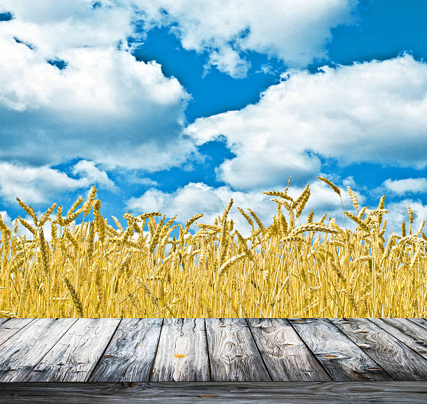 istock Wheat field and blue sky above wood floor 471963211