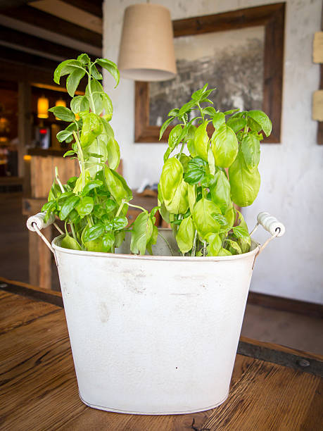 Basil plant in pot