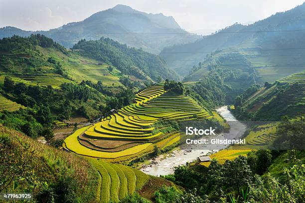 Terraced Rice Fields In Vietnam Stock Photo - Download Image Now - Sa Pa, Vietnam, Hà Giang