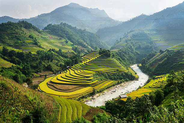 терраса рисовые поля во вьетнаме - bac ha стоковые фото и изображения
