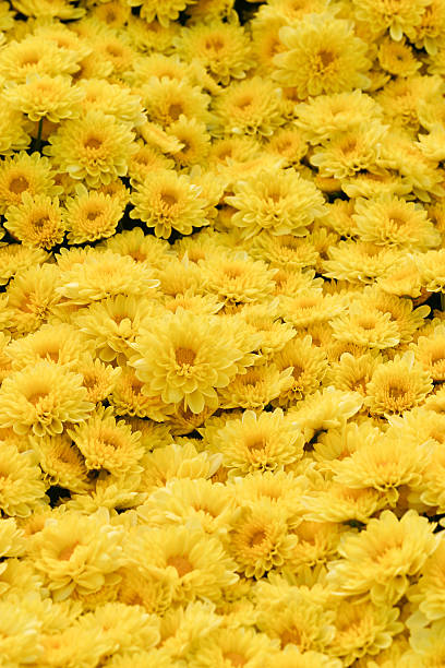 istock Chrysanthemum in Tokyo,Japan 471964479