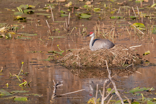 A nesting Sandhill Crane in a Florida pond. The Florida species is a protected bird that does not migrate, but stays in Florida year round.