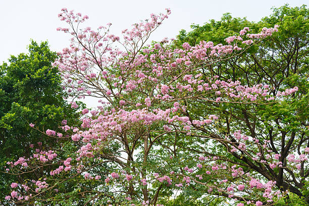 istock Pink Trumpet flower tree 471965426