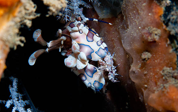 istock Harlequin shrimp and baby 471965629