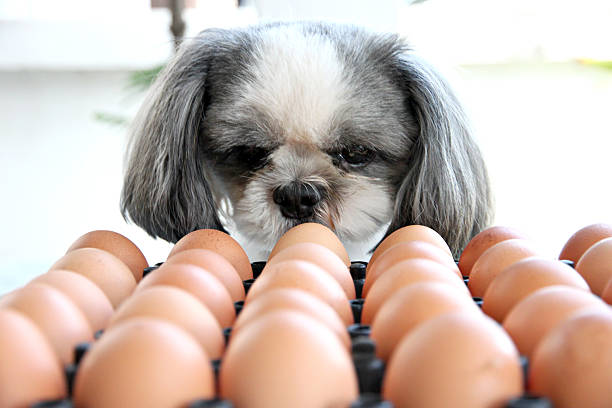 il cane guardando uova. - ovulo foto e immagini stock