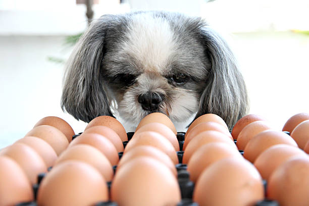 The Dog watching egg. The Dog watching egg and viewed with suspicion. human egg photos stock pictures, royalty-free photos & images