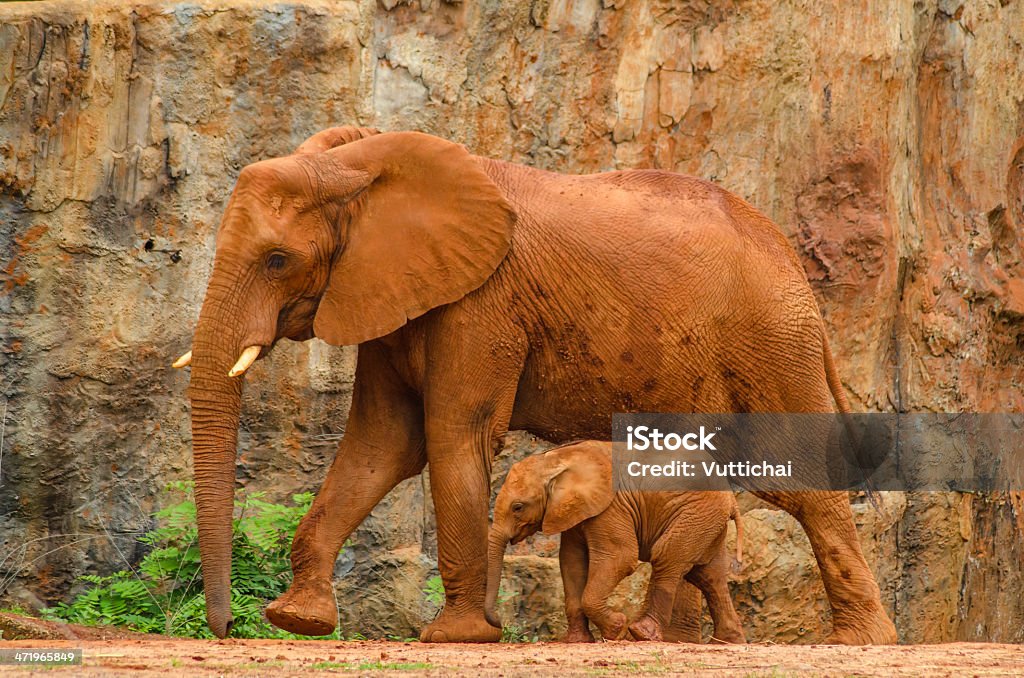 Elephant A baby african elephant calf following its mother Africa Stock Photo