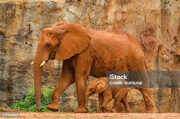 Elephant Stock Photo - Download Image Now - Africa, African Elephant, Animal Family
