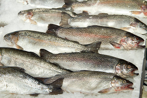 istock Catch of the day 471965881