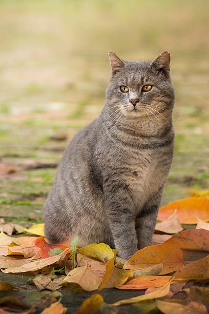cat on autumn leaves stock photo