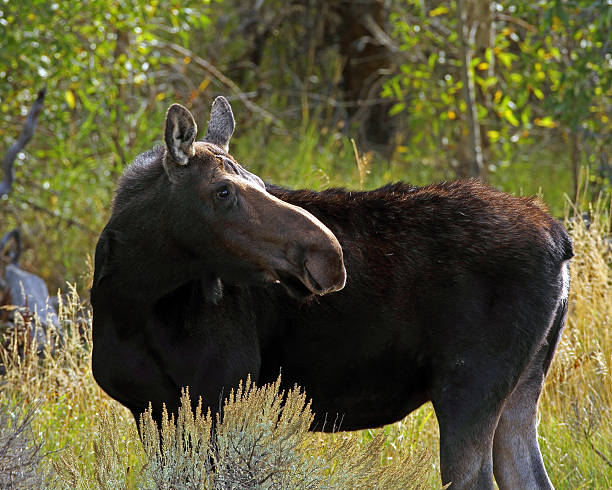 istock Moose Cow in Teton National Park 471966663