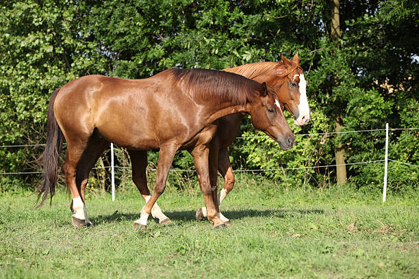 Two stallions moving on pasturage stock photo