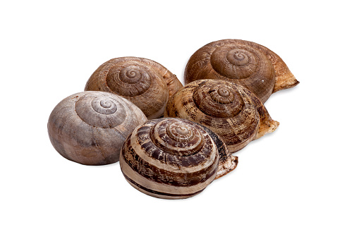 Close up view of five Escargots houses isolated on white background