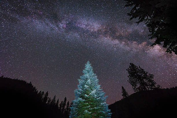Lit pine under the Milky Way stock photo