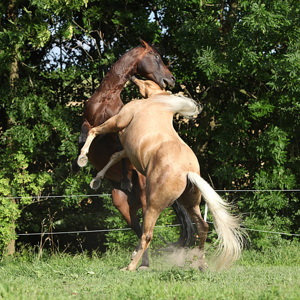 istock Two quarter horse stallions fighting with each other 471967075