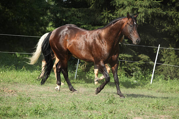 istock Brown and palomino stallions running on pasturage 471967379