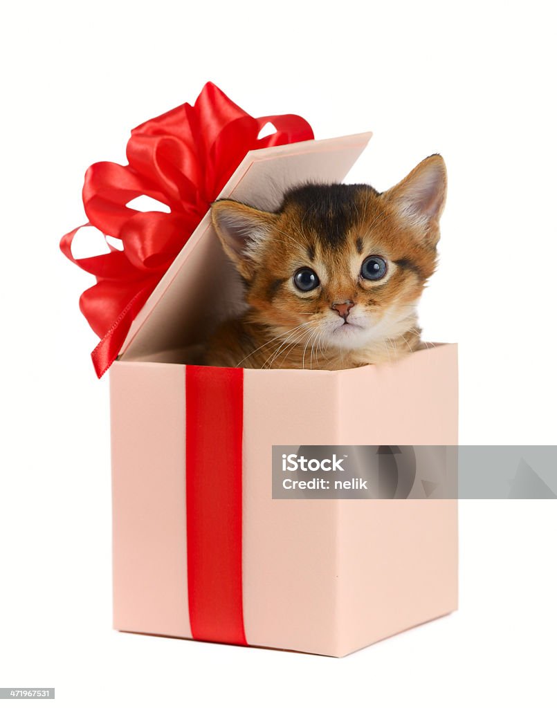 Solimal Kitty Cute Somali Kitten In A Present Box Stock Photo - Download Image Now ...