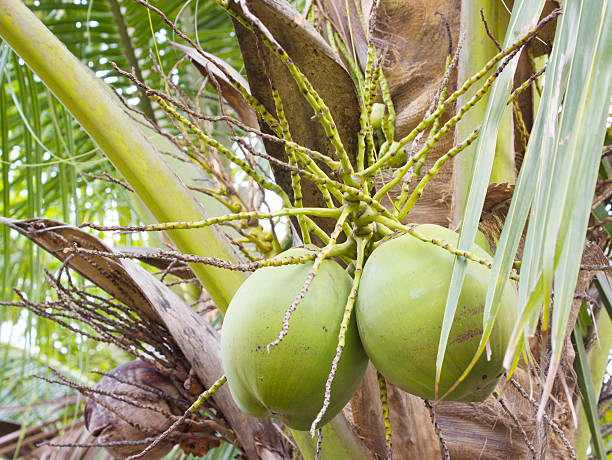 istock Coconut in the Garden 471967736
