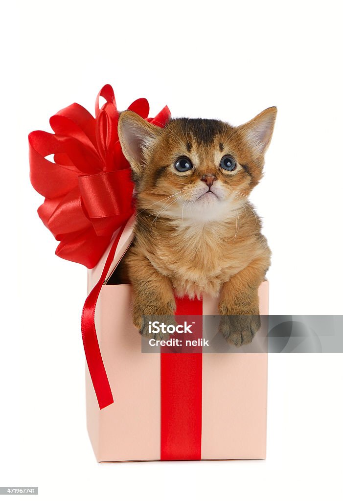 Solimal Kitty Cute Somali Kitten In A Present Box Stock Photo - Download Image Now ...