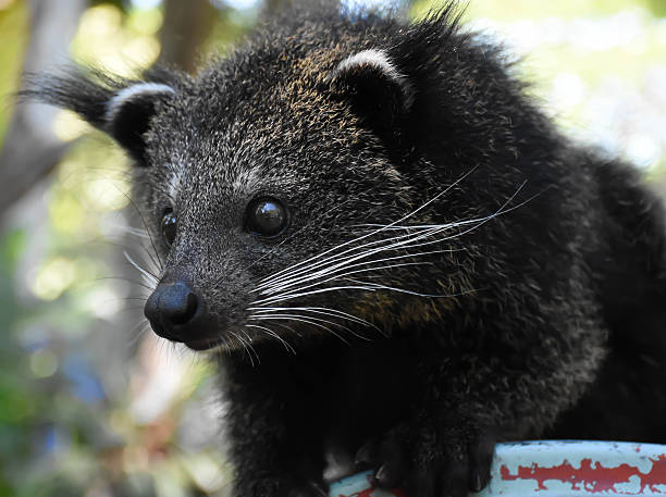 istock The Little Bearcat looking for foods 471967762