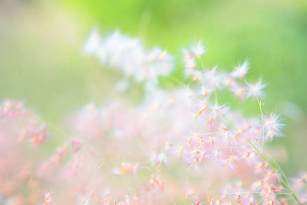 istock blurred of flowers 471967978