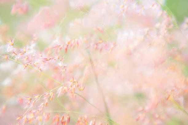 istock blurred of flowers 471967980