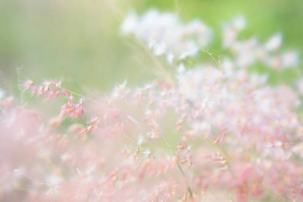istock blurred of flowers 471967982