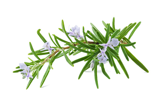 rosemary with flowers isolated on white