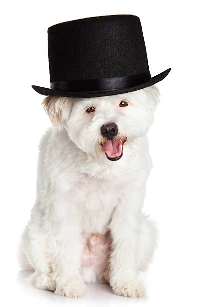 istock dog with hat isolated on white background 471968376