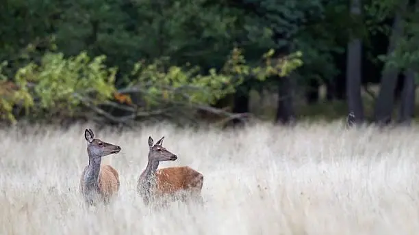 Red deer - female, Red deer in the rutting season