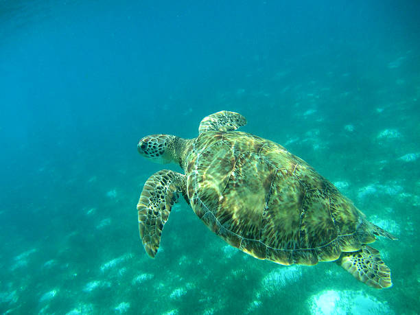 istock Green Turtle Swimming in Turquoise Sunlit Caribbean Seas. 471969151