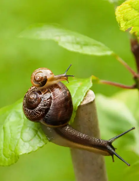 Photo of Baby and parent snails