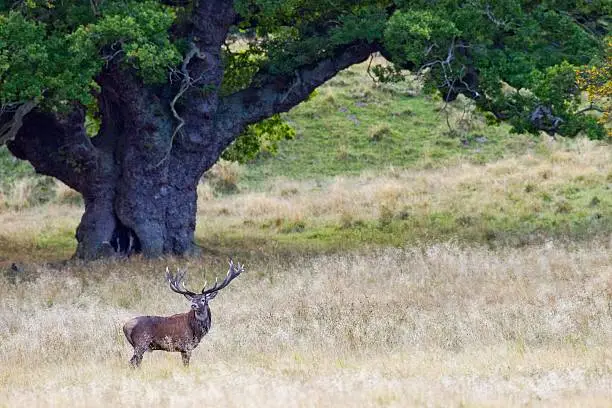 Red deer in front of an old oak