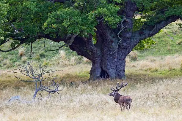 Red deer in front of an old oak