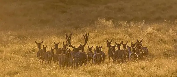 Red deer herd in backlit