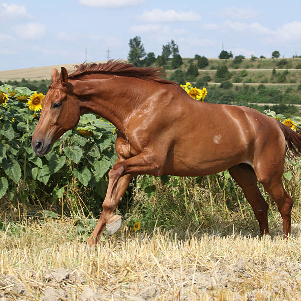 Beautiful horse running in front of sunflowers stock photo
