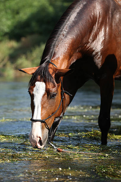 istock Nice brown horse standing in water 471970533