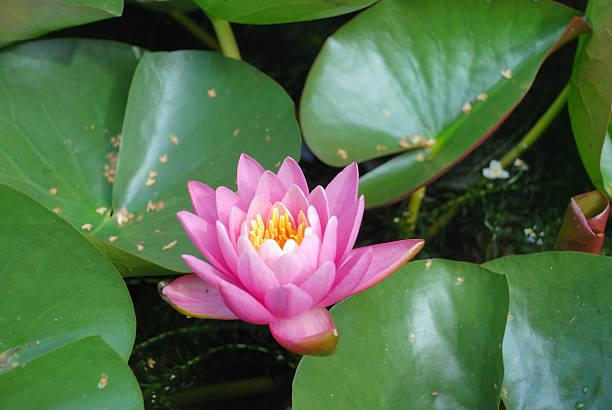 istock Waterlily flowers in a pond 471970693