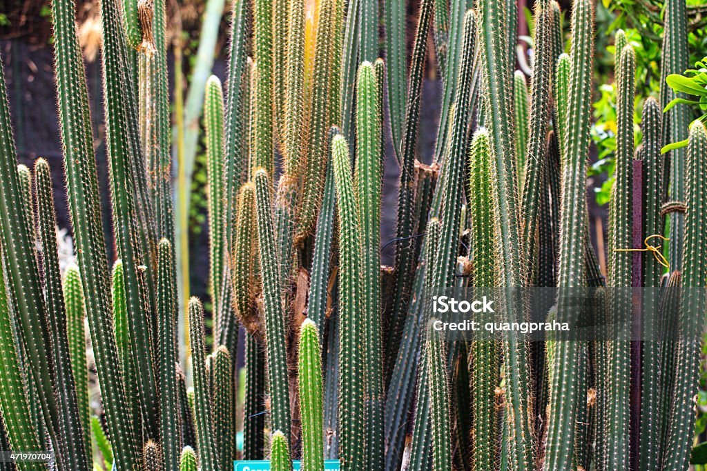 cactus long 2015 Stock Photo