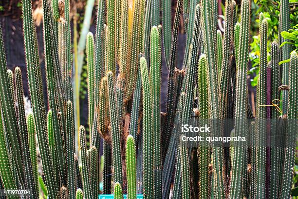 Cactus Long Stock Photo - Download Image Now - 2015, Beauty, Beauty In Nature