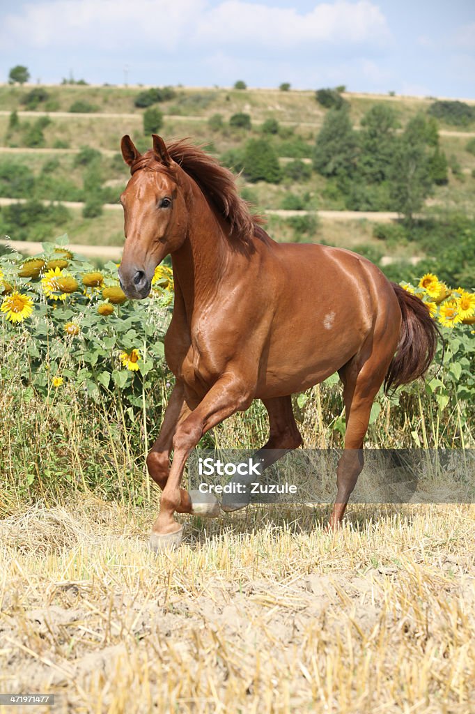 Um cavalo marrom está correndo com a palavra cavalo na frente