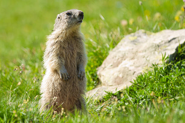 istock marmot in the alps 471971555