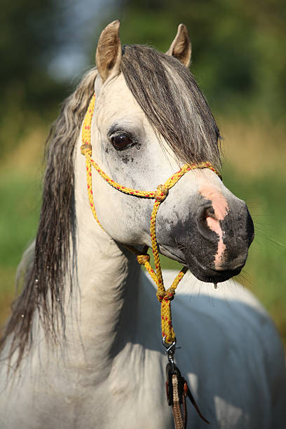 istock Potrait of gorgeous stallion which is bathing in river 471971743