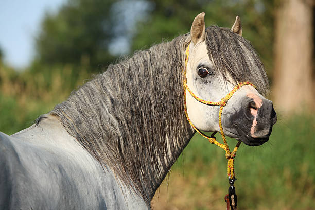 istock Potrait of gorgeous stallion which is bathing in river 471972689