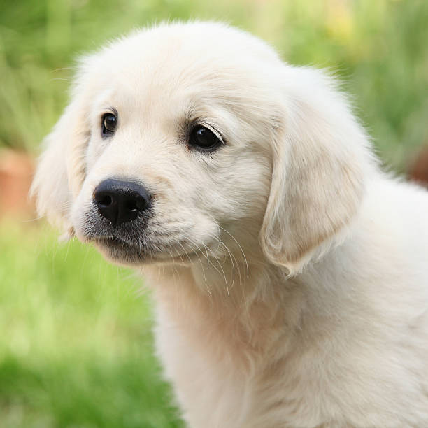 istock Gorgeous golden retriever puppy 471972851