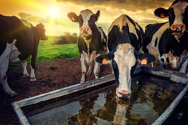 Herd of young calves drinking water Herd of young calves drinking water at sunset calf ranch field pasture stock pictures, royalty-free photos & images